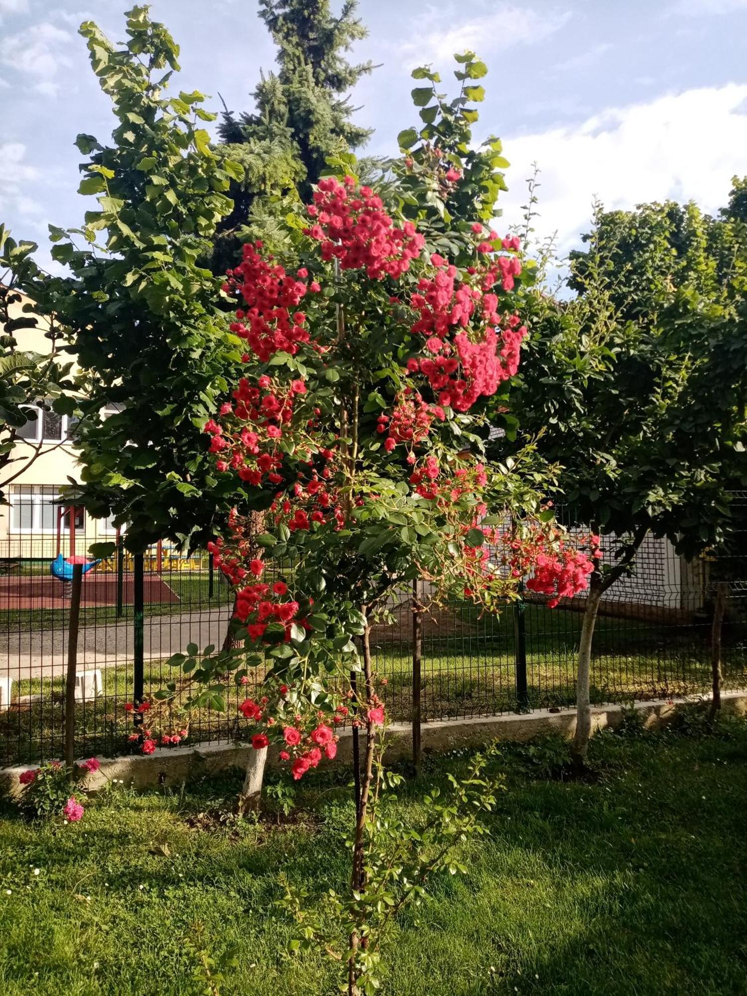Milica Apartmani Vrdnik Exterior photo
